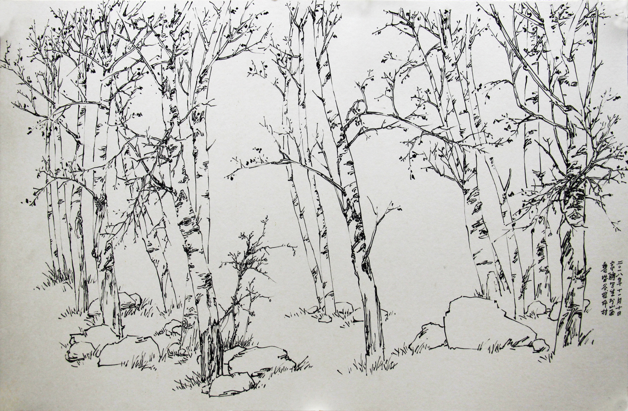 白桦树手绘图图片